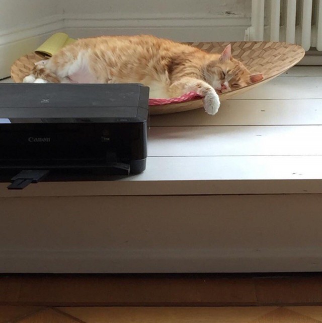 Прикольных котов пост