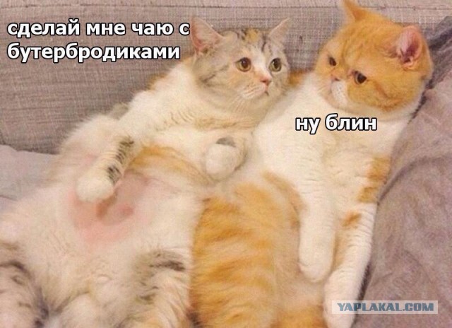 Смешные комментарии из социальных сетей 03.08.2018
