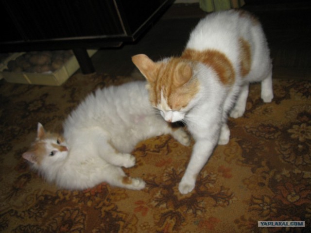 Котовторник на ЯПе (21.04.2009)