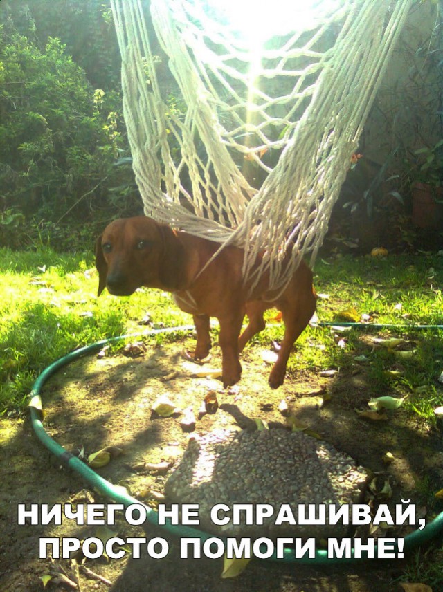 Прикольные картинки абавсём