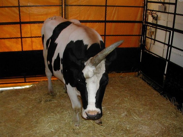 Корова - единорог