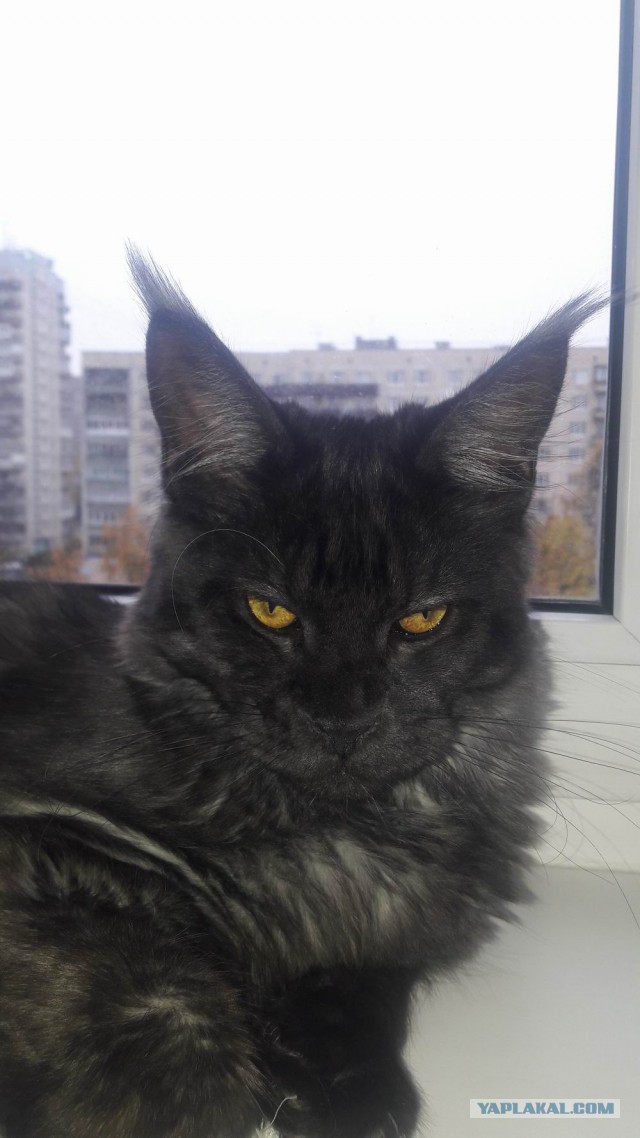 "Когда хотите золотистого ретривера, но вам разрешили взять только котика"