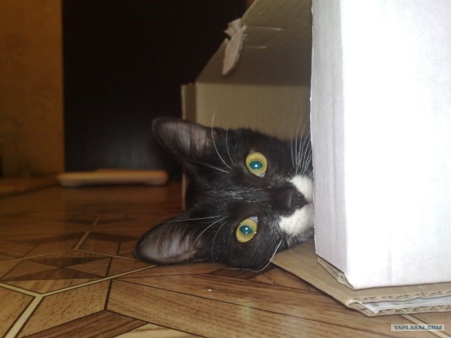 Котовторник! 08.11.11