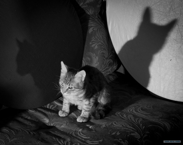 Котовторник (14.02.2012)