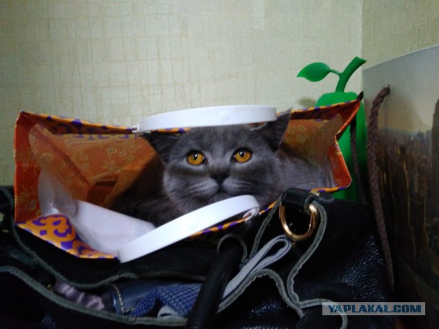 К котовторнику. Почему дома нужен котик