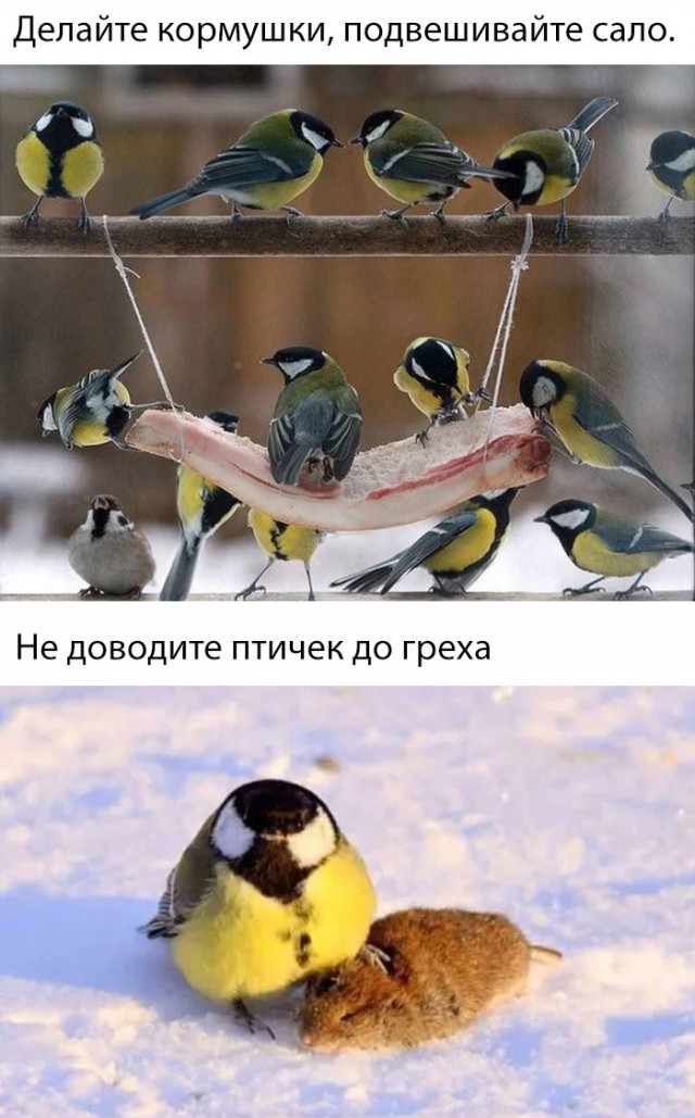 Нестандартный юмор