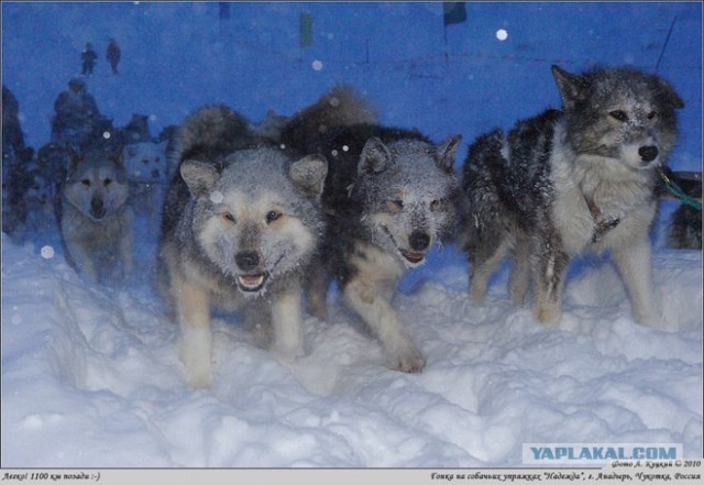 2 года Собаке-терминатору