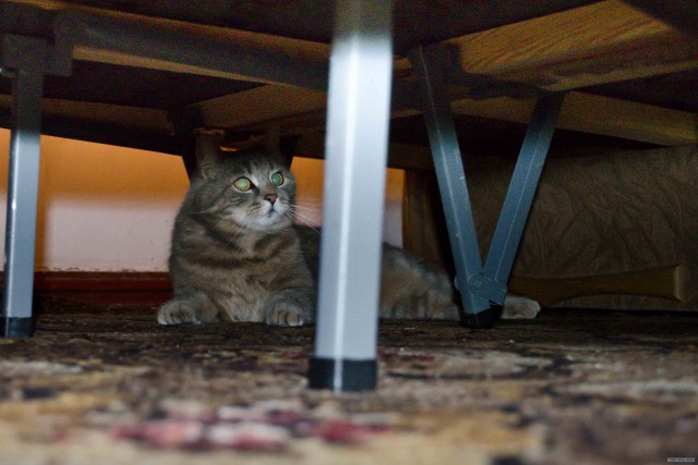 Котовторник 1 мая 2012
