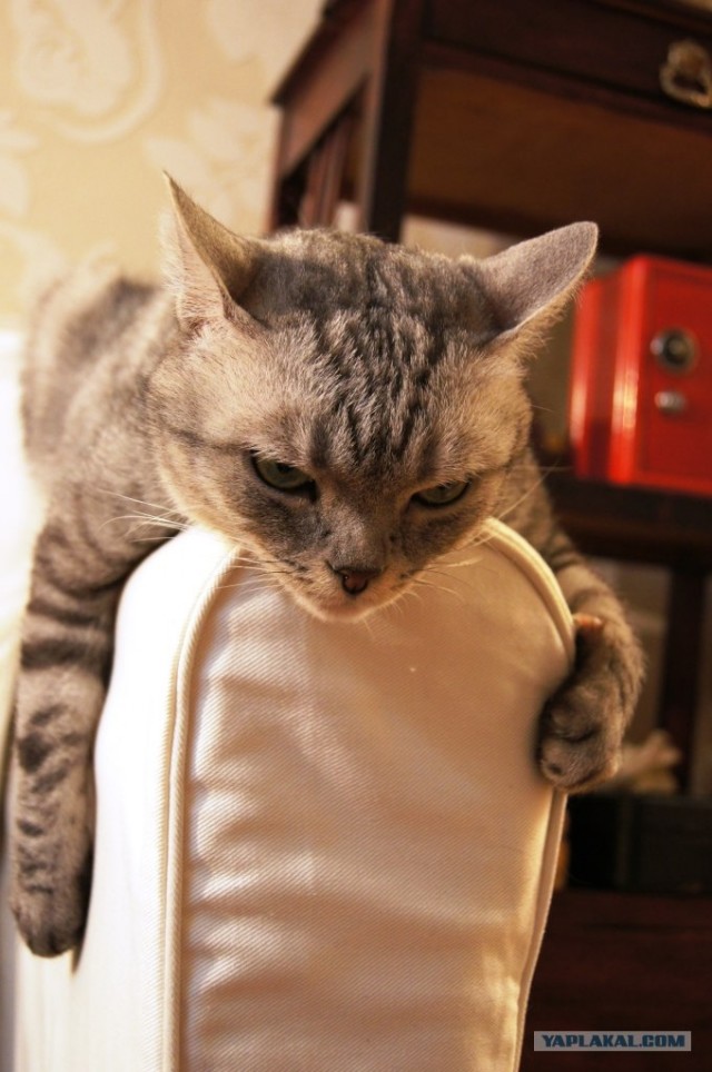 Котовторник 10. 07. 2012