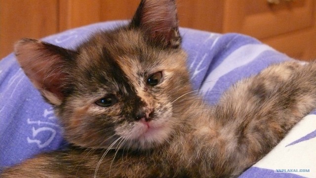 Котовторник 24.07.2012