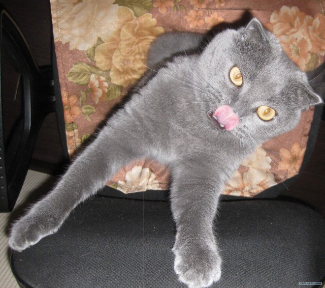 Котовторник 07.08.2012