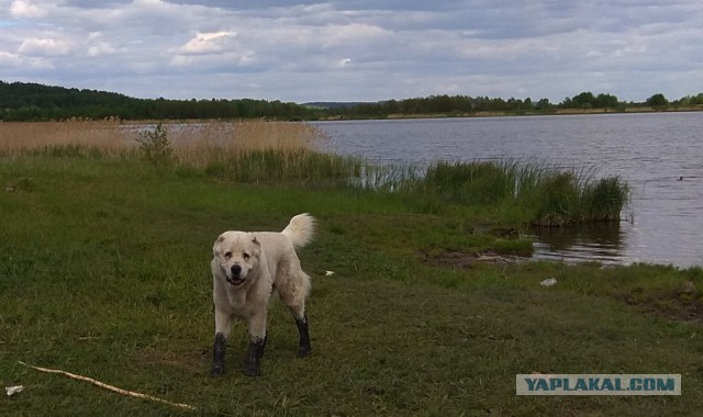 в Петербурге травившую собак догхантершу "накормили" отравленным мясом