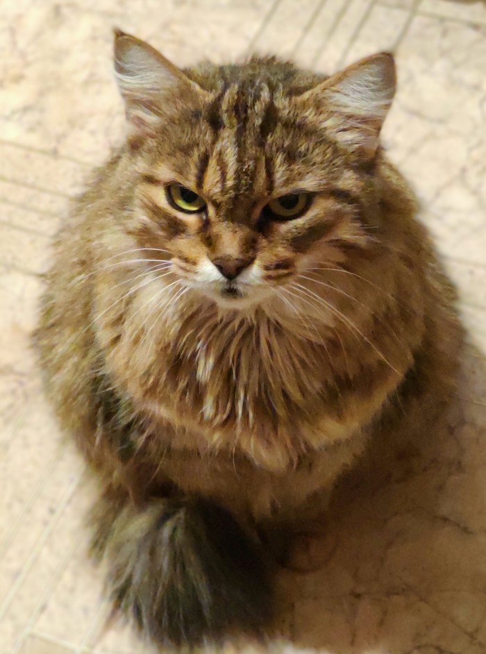 Кот плачет