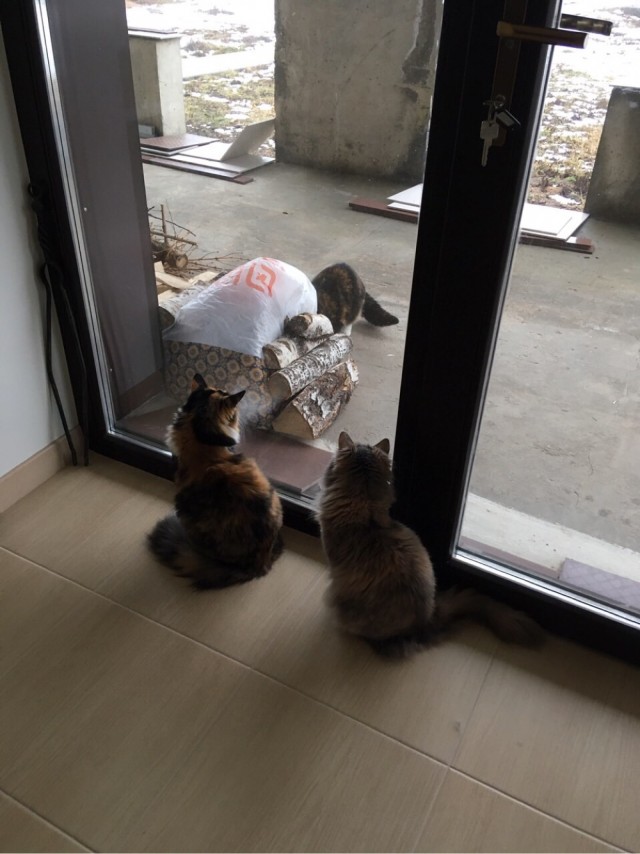 ̶К̶о̶р̶о̶н̶  Котовторник!