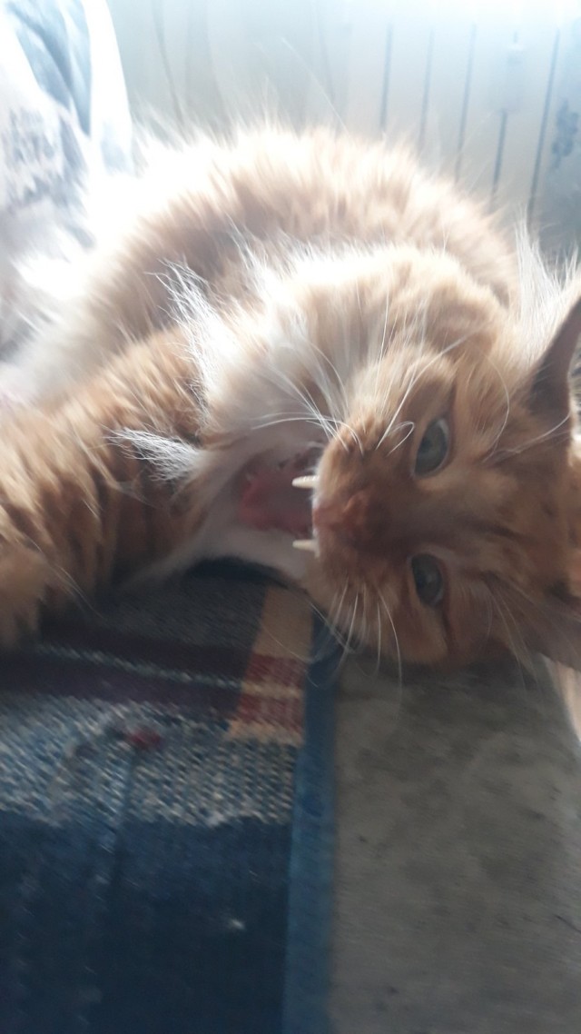 "Удоли!" Дурацкие фото котеек, которые они просили не показывать