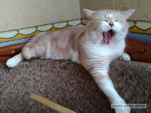 По просьбам в теме ниже. Реальный котовторник!