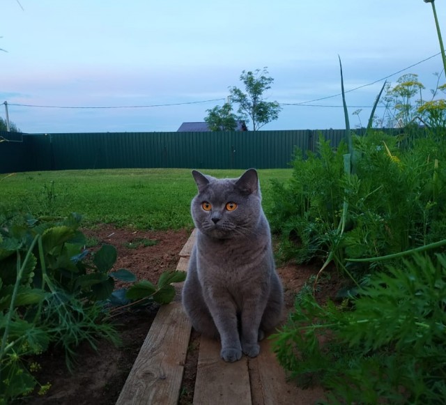 Котовторник 17.11.20