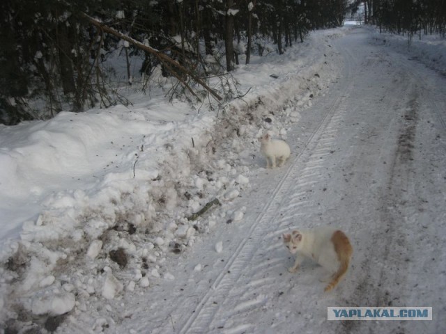 Жизнь домашнего приюта для котеек 330