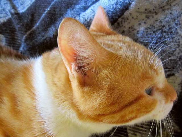 Которник