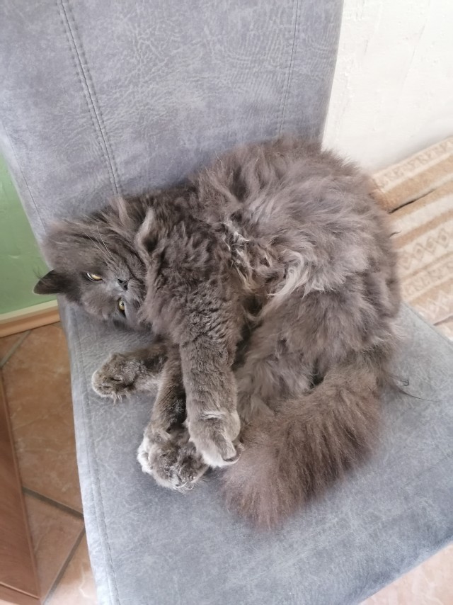 Солнце котовторника уже встало, Господа!