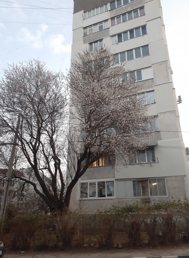 Не корона, не куркод, не казахи. Глянь на снежную сказку