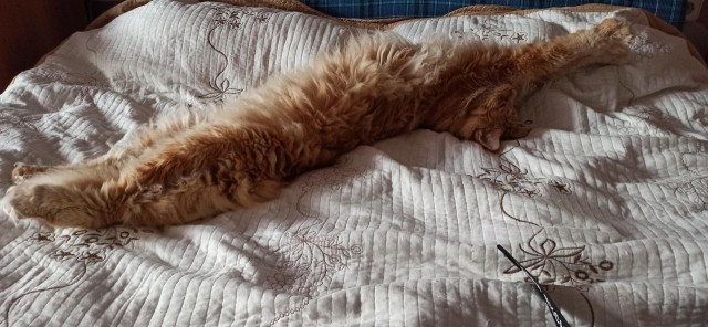 Котовторник ведь начался!