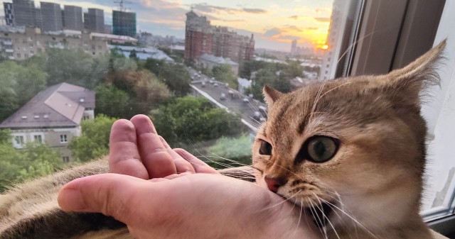 Котовторник 07.06.2022