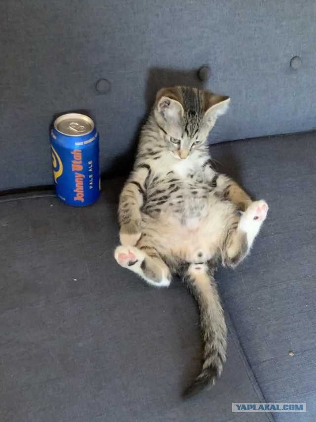 К котофторнику