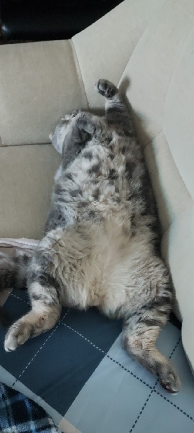 А как вы спите с котиком?