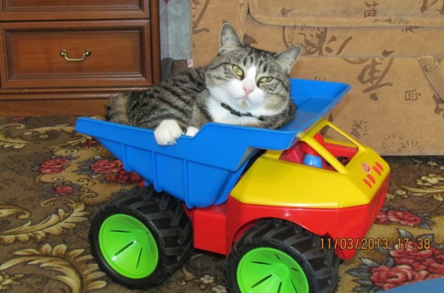 Котовторник 09.04.2013