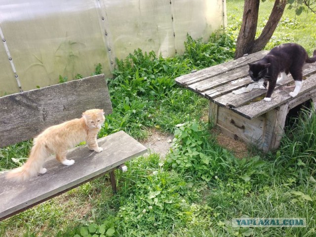 Жизнь домашнего приюта для котеек 456