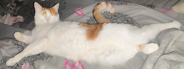 Встречайте нового рабовладелеца