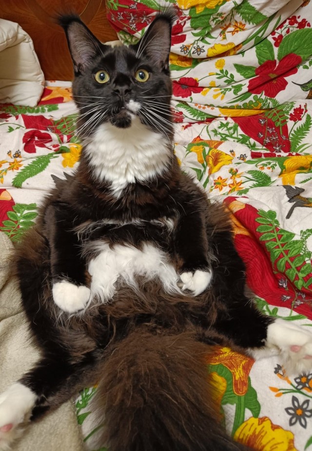 Котёнок с необычной особенностью
