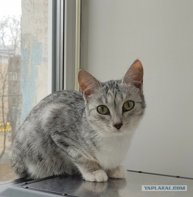 Котовторник!