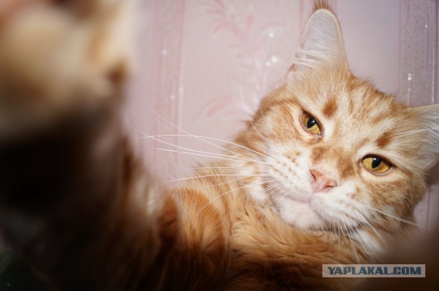 Немного о  Мейн Куне.