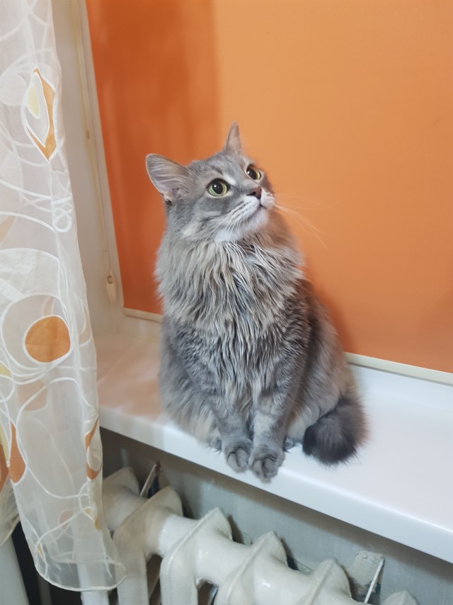 Принимайте в ряды которабов