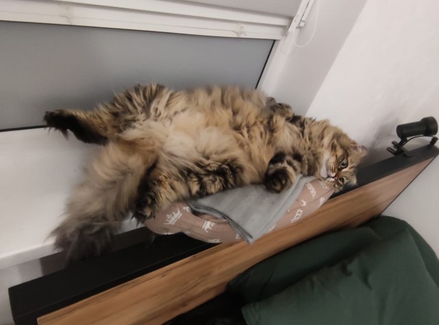 В котовторник.