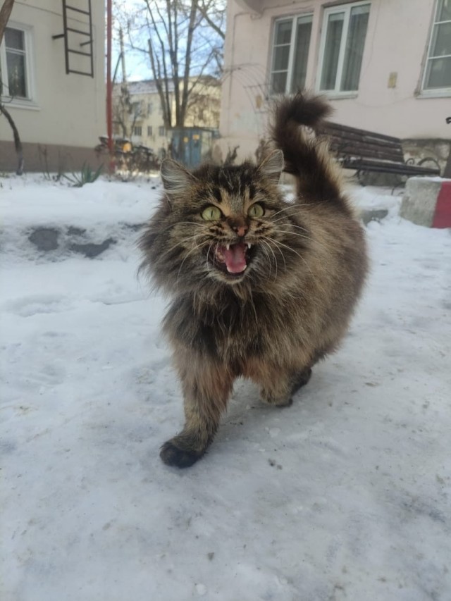 К котовторнику: подборка картинок-баянов с котиками и про котиков. Выпуск 26.