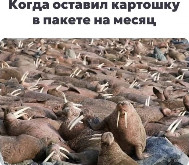 Веселые картинки в пятницу (16.01)