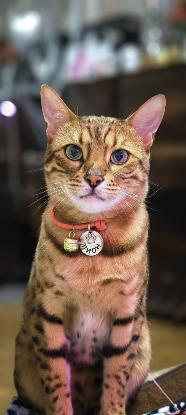 Котофторник жеж