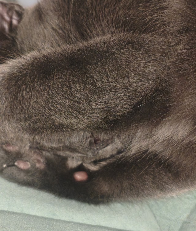 Котовторник наступил;)
