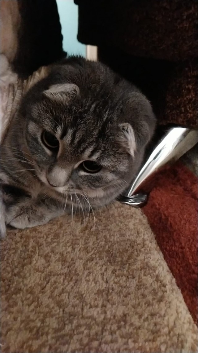 Котовторник сегодня