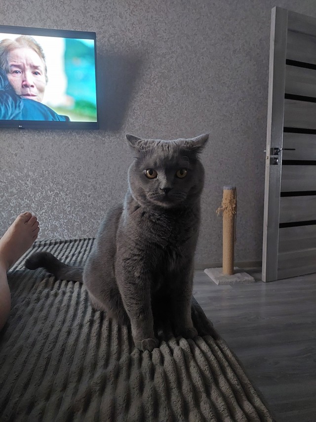 К котовторнику: подборка картинок-баянов с котиками и про котиков. Выпуск 43.