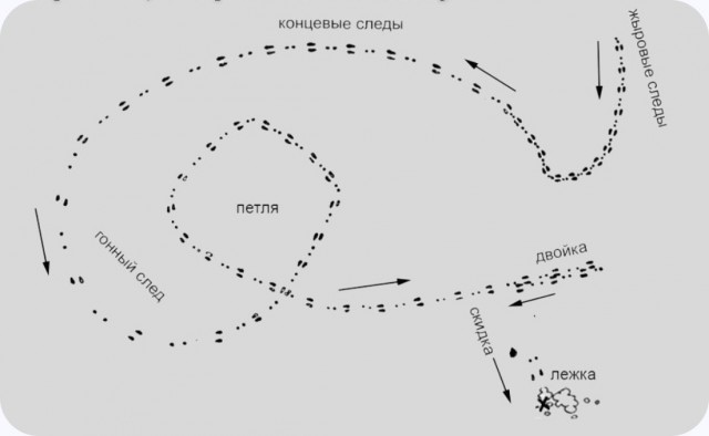 Заяц: Не трус, а воин. Чтобы выжить - ломает кости. Свои и чужие. Мифы и правда о "сереньком трусишке"