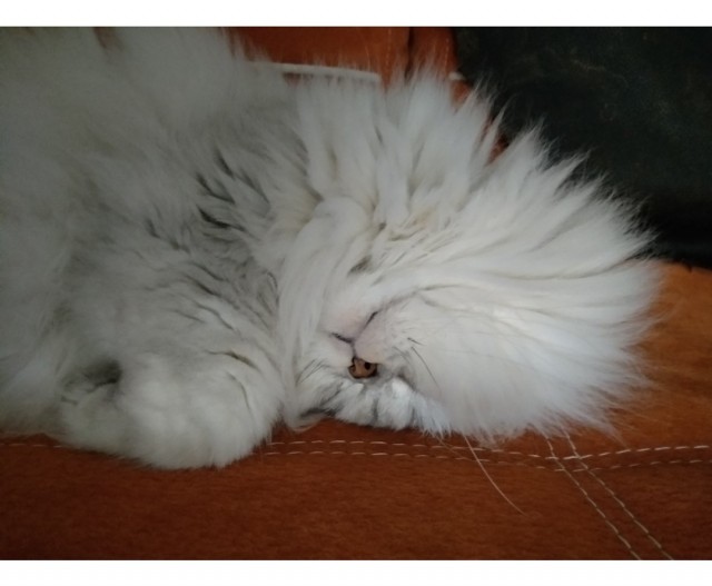 Растягиваем кота
