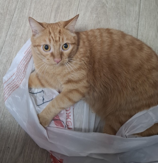 А у нас сегодня кошка, родила двоих котят