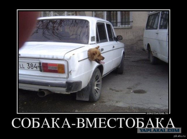 Собака, ты все перепутала…