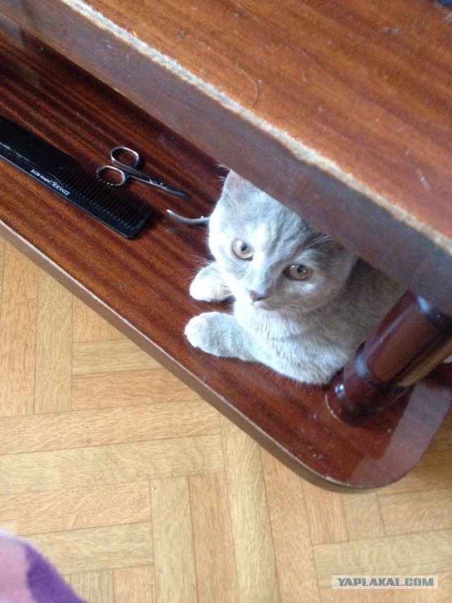 Котовторник 22.04.2014