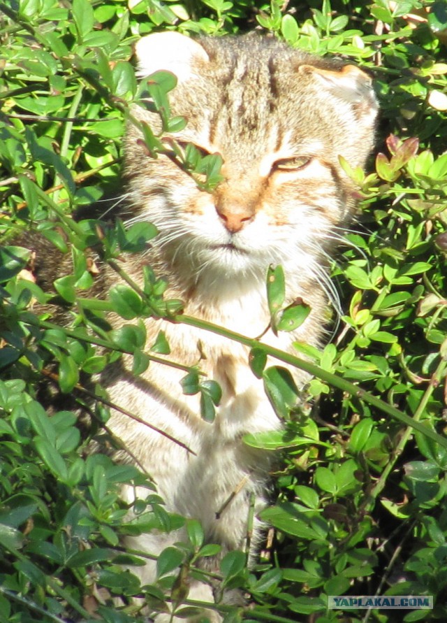 Котовторник 22.07.14
