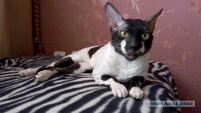 Котовторник 31.03.2015